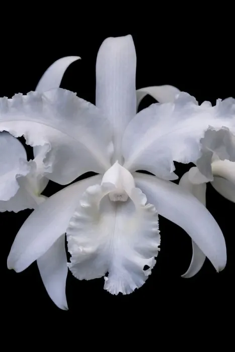 Framed Print : White Orchid Framed Print : White Orchid