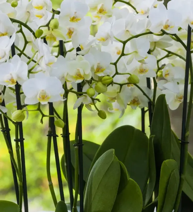 Framed Print : White orchid blooms Framed Print : White orchid blooms