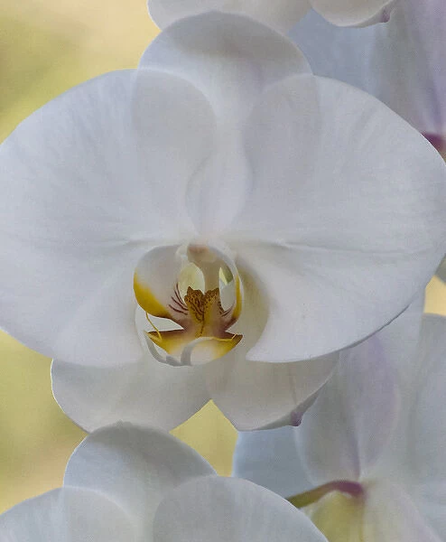 White orchid blooms