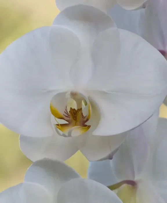 Framed Print : White orchid blooms Framed Print : White orchid blooms