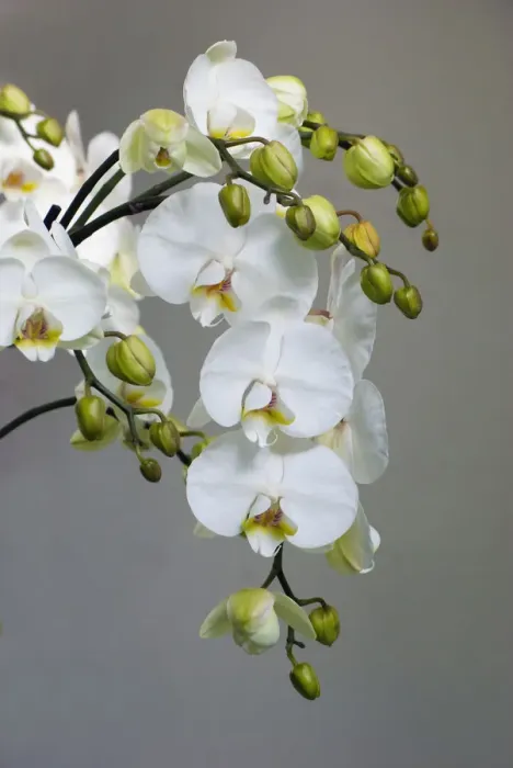 Framed Print : White orchid blooms Framed Print : White orchid blooms
