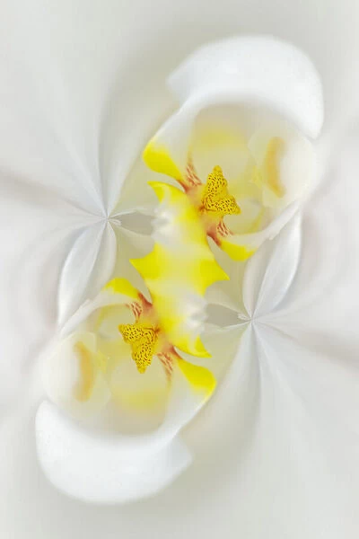 White Orchid flower, Florida