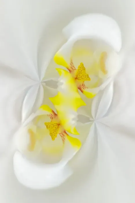 Framed Print : White Orchid flower, Florida Framed Print : White Orchid flower, Florida