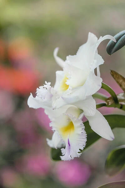 White orchids and soft colorful background, Butterfly World, Florida
