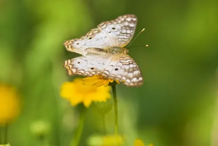 Framed Print : White Peacock (Anartia jatrophae) nectoring on daisy flowers at the Edinburg, Texas Framed Print : White Peacock (Anartia jatrophae) nectoring on daisy flowers at the Edinburg, Texas
