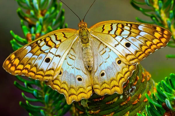 White peacock butterfly, Seattle, Washington State
