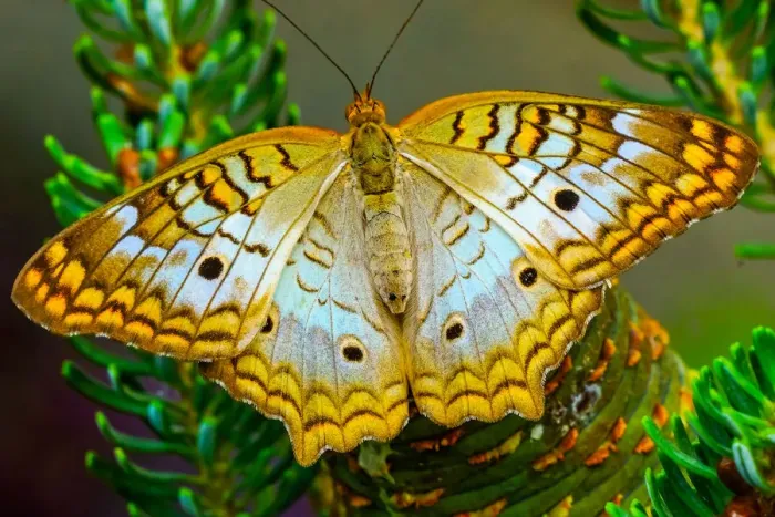 Framed Print : White peacock butterfly, Seattle, Washington State