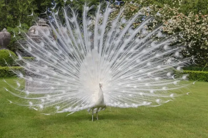 Framed Print : White Peacock. Palazzo Italian Garden Isola Bella. Borromean Islands. Lago Maggiore