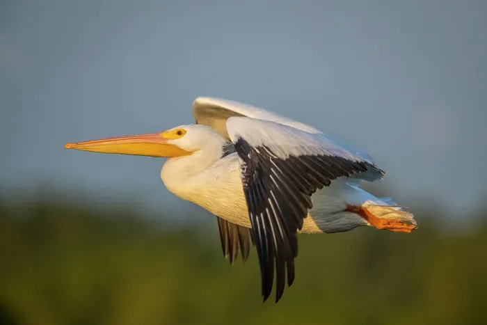 Framed Print : A white pelican flies across the sky Framed Print : A white pelican flies across the sky