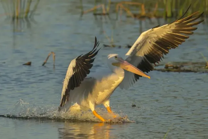 Framed Print : White pelican landing, Pelecanus erythrorhynchos, Viera Wetlands Florida, USA Framed Print : White pelican landing, Pelecanus erythrorhynchos, Viera Wetlands Florida, USA