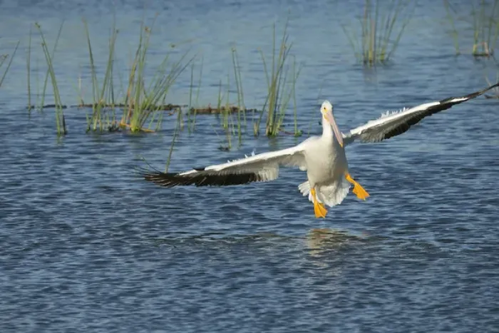 Framed Print : White pelican landing, Pelecanus erythrorhynchos, Viera Wetlands Florida, USA Framed Print : White pelican landing, Pelecanus erythrorhynchos, Viera Wetlands Florida, USA