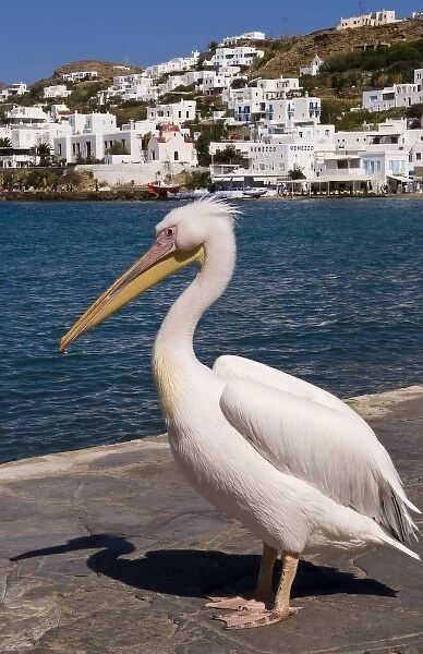 The white pelican, on Mykonos, is the mascot of the harbor