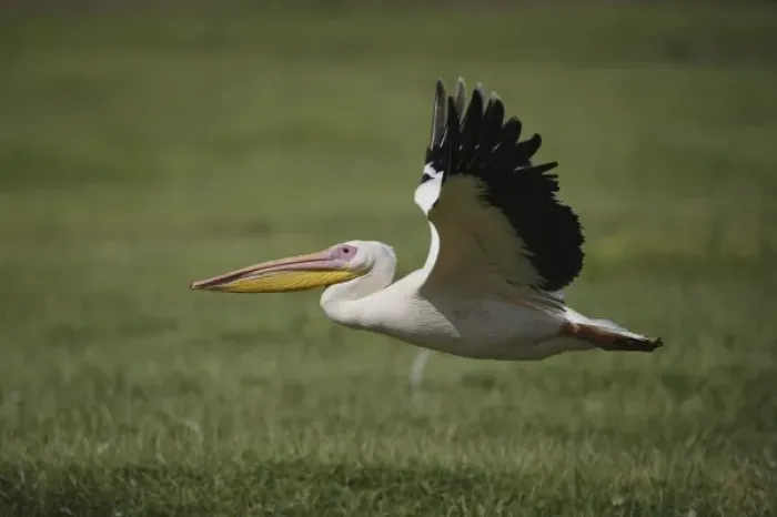 Framed Print : White Pelican, Pelecanus onocrotalus, in flight, Lake Nakuru National Park, Kenya Framed Print : White Pelican, Pelecanus onocrotalus, in flight, Lake Nakuru National Park, Kenya