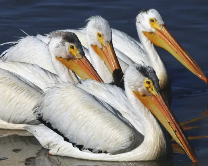 Framed Print : White Pelican Quartet, Summer lake, Oregon, USA