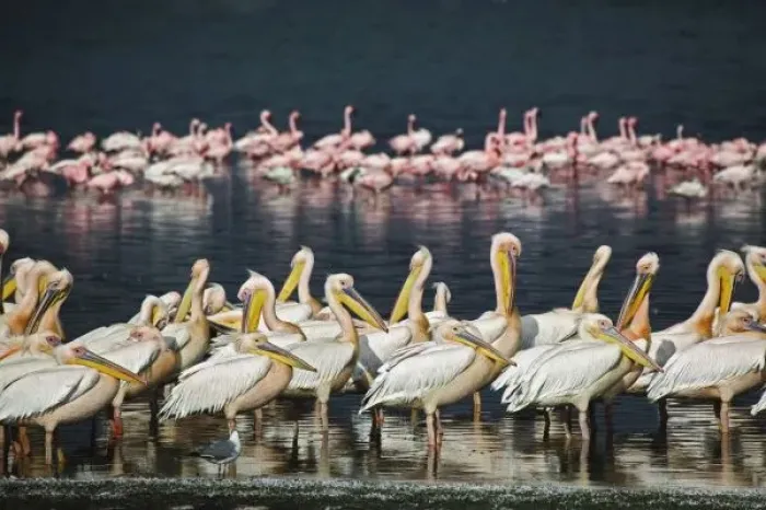 Framed Print : White Pelicans Framed Print : White Pelicans
