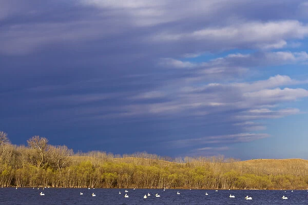White Pelicans on Calamus Reservoir in Loup County, Nebraska, USA