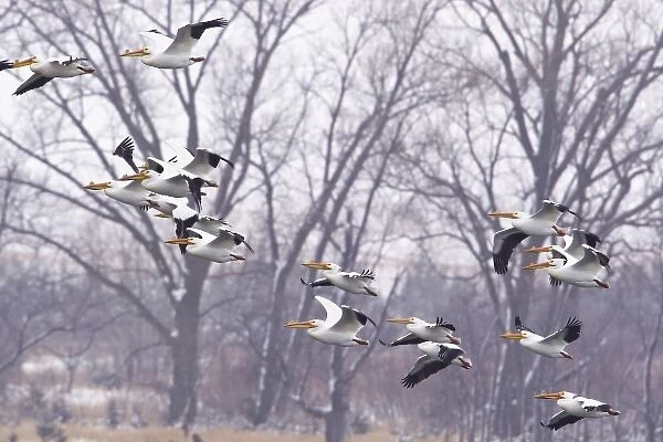 White pelicans in flight at Calamus Reservoir in Loup County, Nebraska, USA