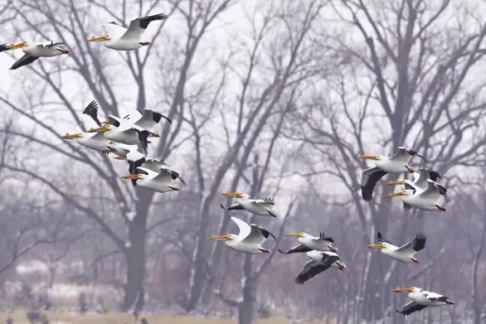Framed Print : White pelicans in flight at Calamus Reservoir in Loup County, Nebraska, USA