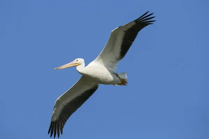 Framed Print : White pelicans in flight, Pelecanus erythrorhynchos, Viera Wetlands Florida, USA Framed Print : White pelicans in flight, Pelecanus erythrorhynchos, Viera Wetlands Florida, USA