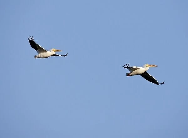 White Pelicans in flight, Pelecanus erythrorhynchos, Southwest Florida