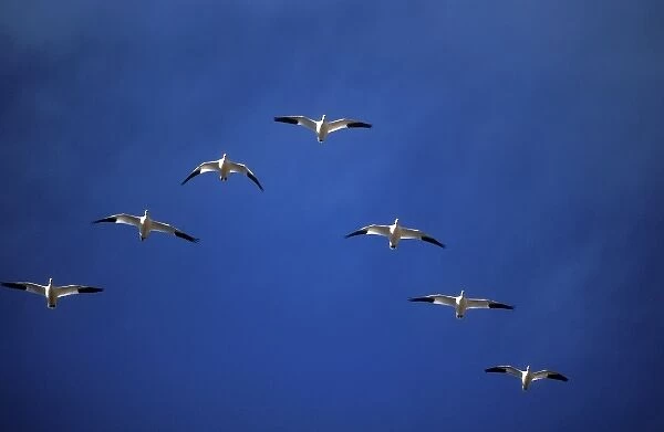 White pelicans in formation, San Diego, CA