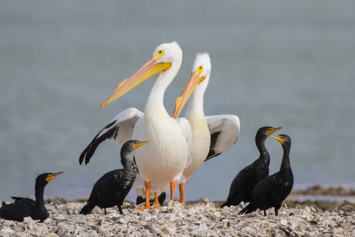 Framed Print : White pelicans (Pelecanus erythrorhynchos) and double-crested cormorants (Phalacrocorax Framed Print : White pelicans (Pelecanus erythrorhynchos) and double-crested cormorants (Phalacrocorax
