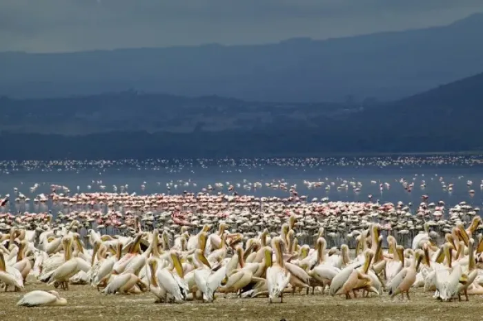 Framed Print : White Pelicans, Pelecanus onocrotalus, Lake Nakuru National Park, Kenya Framed Print : White Pelicans, Pelecanus onocrotalus, Lake Nakuru National Park, Kenya