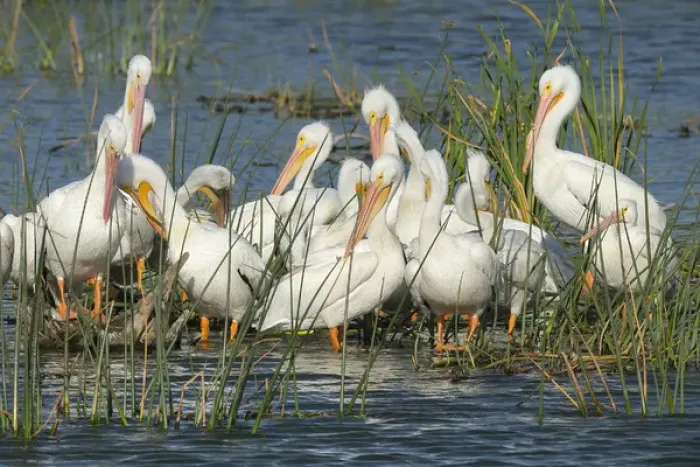 Framed Print : White pelicans resting among the bulrush, Pelecanus erythrorhynchos, Viera Wetlands Florida Framed Print : White pelicans resting among the bulrush, Pelecanus erythrorhynchos, Viera Wetlands Florida