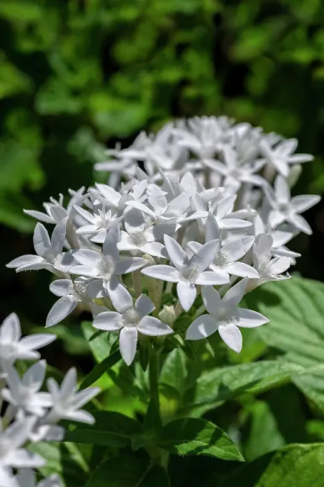 Framed Print : White penta flowers Framed Print : White penta flowers