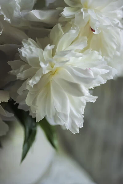 White peonies in cream pitcher