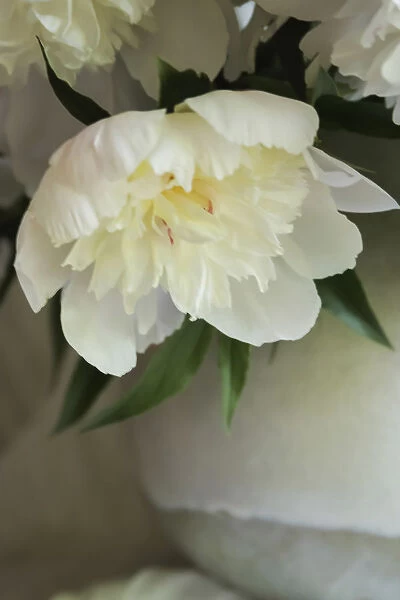 White peonies in cream pitcher