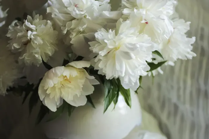 Framed Print : White peonies in cream pitcher Framed Print : White peonies in cream pitcher
