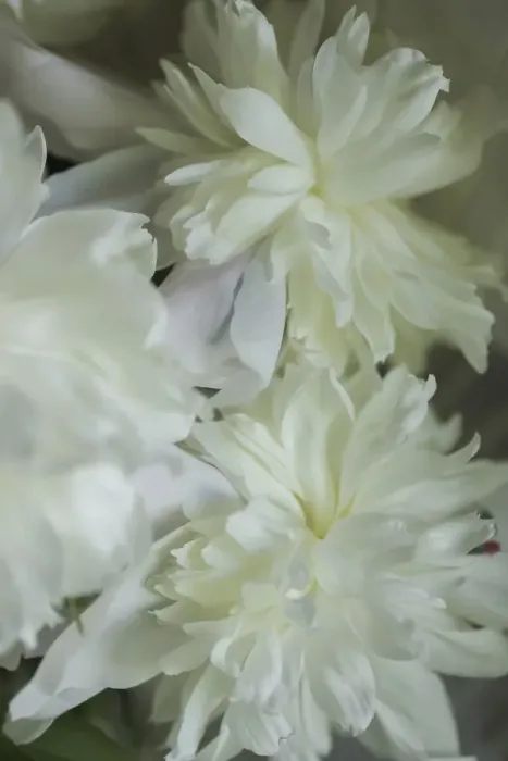 Framed Print : White peony Framed Print : White peony