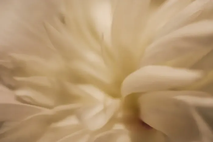 Framed Print : White peony