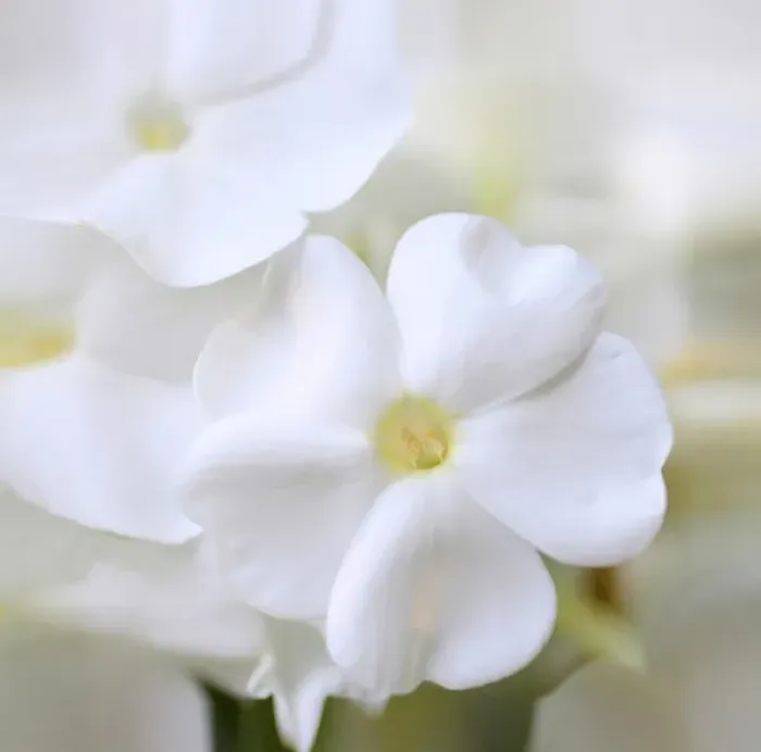 Framed Print : White Phlox Framed Print : White Phlox