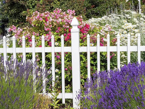 White picket fence with lavender and flowers at a farm near Sequim, Washington State