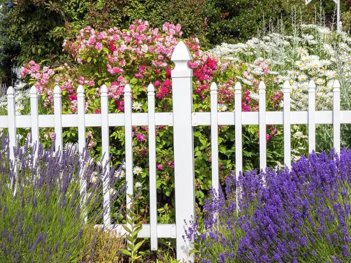 Framed Print : White picket fence with lavender and flowers at a farm near Sequim, Washington State