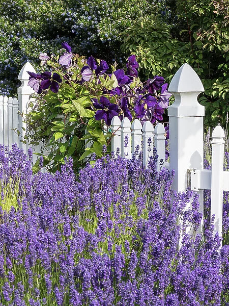 White picket fence with purple lavender and dark purple clematis
