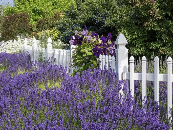 Framed Print : White picket fence with purple lavender and dark purple clematis Framed Print : White picket fence with purple lavender and dark purple clematis