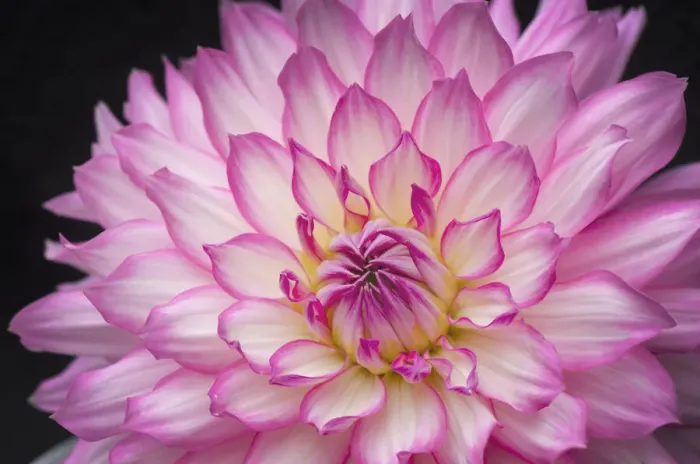 Framed Print : White and pink dahlia on black background Framed Print : White and pink dahlia on black background