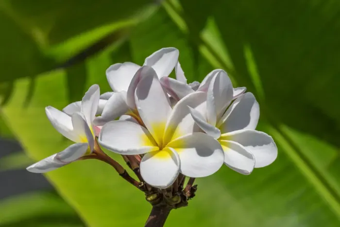 Framed Print : White Plumeria