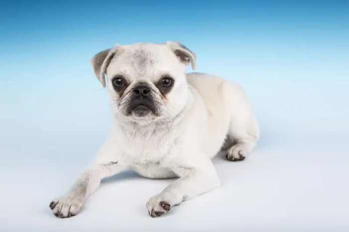 Framed Print : White Pug puppy reclining in a studio. (PR) Framed Print : White Pug puppy reclining in a studio. (PR)