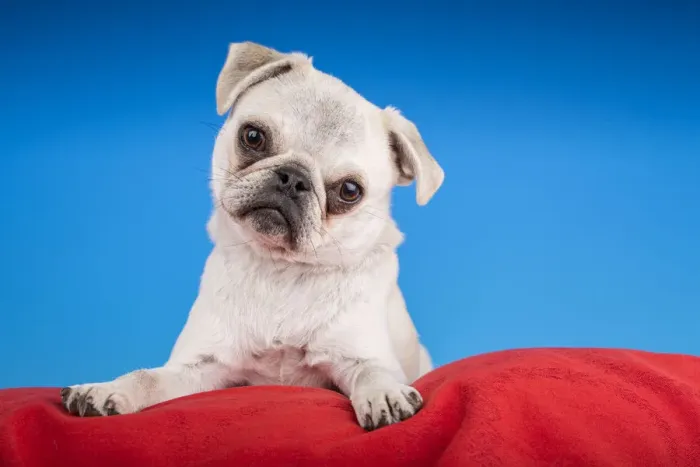 Framed Print : White Pug puppy resting on a red cushion. (PR)
