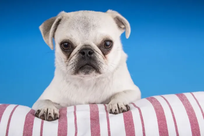 Framed Print : White Pug puppy resting on a striped cushion. (PR) Framed Print : White Pug puppy resting on a striped cushion. (PR)