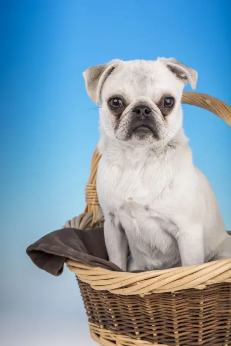 Framed Print : White Pug puppy sitting in a large basket. (PR) Framed Print : White Pug puppy sitting in a large basket. (PR)