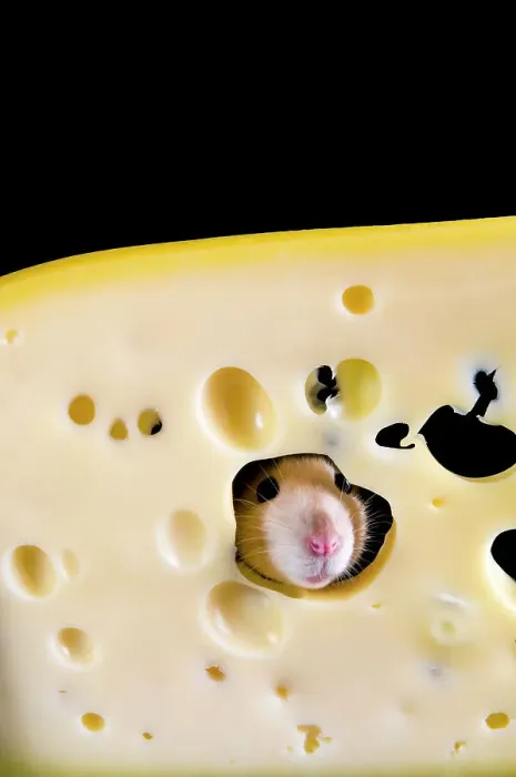 Framed Print : White rat in a slice of cheese Framed Print : White rat in a slice of cheese