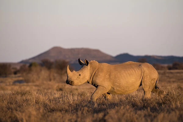 White Rhinoceros (Ceratotherium simum), Great Karoo, Private Reserve, SOUTH AFRICA