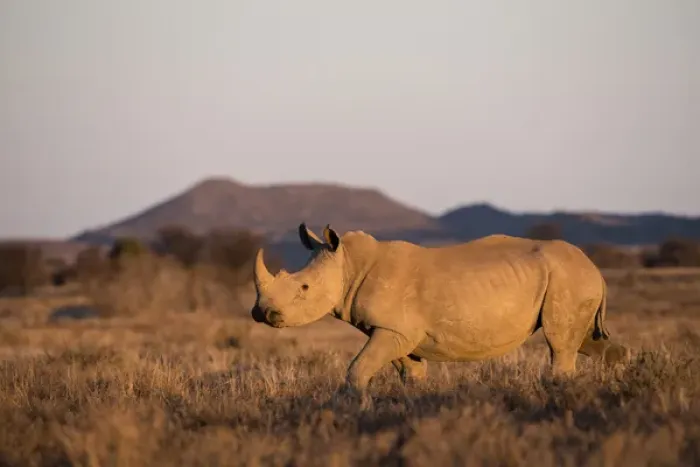 Framed Print : White Rhinoceros (Ceratotherium simum), Great Karoo, Private Reserve, SOUTH AFRICA Framed Print : White Rhinoceros (Ceratotherium simum), Great Karoo, Private Reserve, SOUTH AFRICA