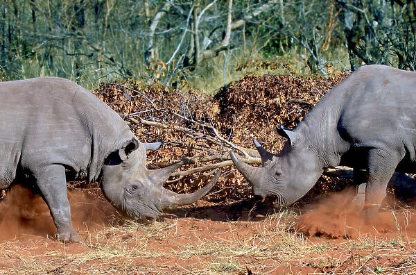 Two White Rhinoceros, Square Lipped Rhinoceros (Ceratotherium simum) fighting in