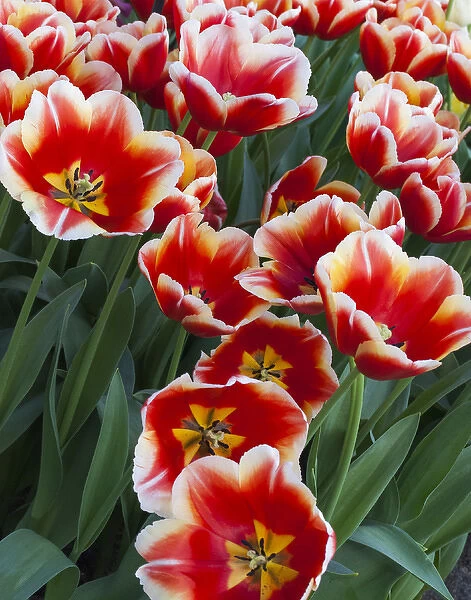 White rimmed red tulips